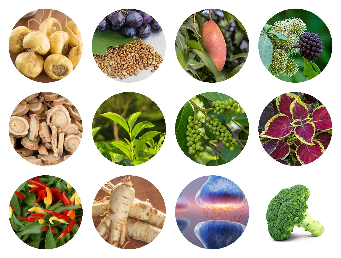 Audifort ingredients